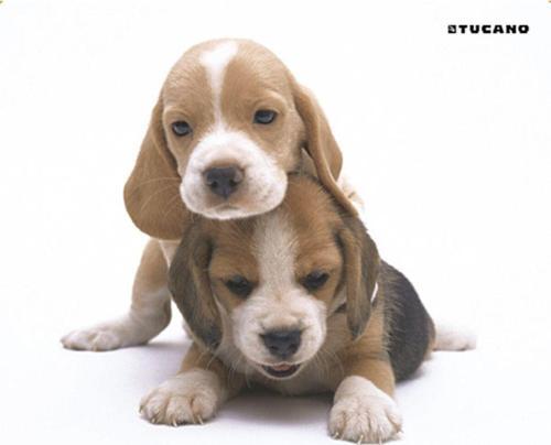 Altı Kaymaz 23 x 20 cm Natura Serisi Yavru Köpekler Resimli Mouse Pad