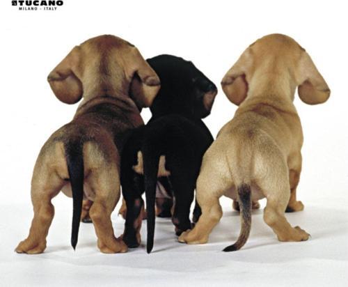 Altı Kaymaz 23 x 20 cm Natura Serisi Yavru Köpekler Resimli Mouse Pad