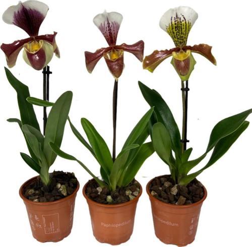 Paphiopedilum (3'lü Set)
