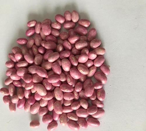 GİNA OTURAK FASULYE TOHUMU 500 GR