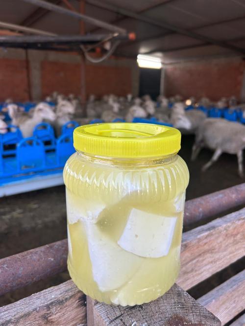  Balıkesir Yöresi Tam Yağlı Katkısız %100 Organik Koyun Peyniri 1.5 Kg Kuru Ağırlık