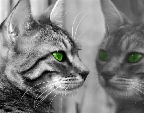 Yeşil Gözlü Kedi Kanvas Tablo