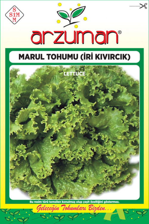 İRİ KIVIRCIK MARUL TOHUMU 10 GR ORT 7500 AD TOHUM