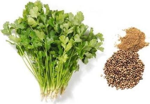 YERLİ AŞ OTU (KİŞNİŞ - KİNZİ) TOHUMU 100 GR ORT 12000 AD TOHUM