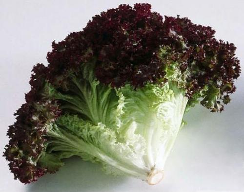 Yerli Kırmızı Kıvırcık Marul Tohumu (Akdeniz Yeşilliği) 3 Gr (Ort 2250 Ad)
