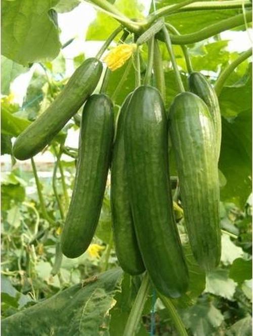 Yerli Salatalık Tohumu Çengelköy - 10 Gr (Ort 300 Ad Tohum)