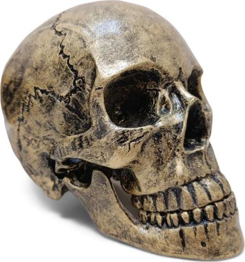 1:1 İnsan Kafası Kafatası Heykeli Dekor Kroki Modeli Heykel