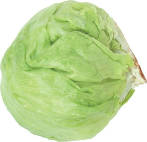 MARUL Tohumu ICEBERG 3 gram