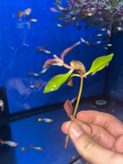 Bitki L005 Alternanthera lilacina