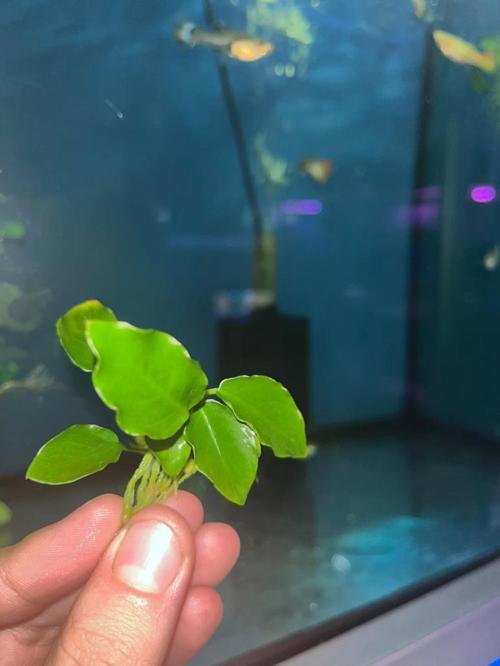 Bitki L359 Anubias barteri var nana (bonsai) 