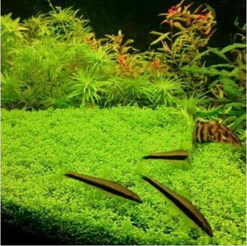 Bitki LC218 Micranthemum callitrichoides Cuba (Hemianthus) T/C CUP
