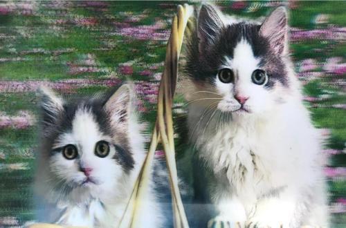 5D Elmas Boyama  Mli Kediler İKili Kedi Resmi Tablosu 40X60 Cm