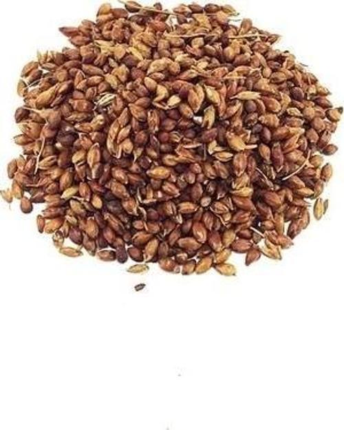 Dökme Bitkiler Süpürge Tohumu - 100 Gr
