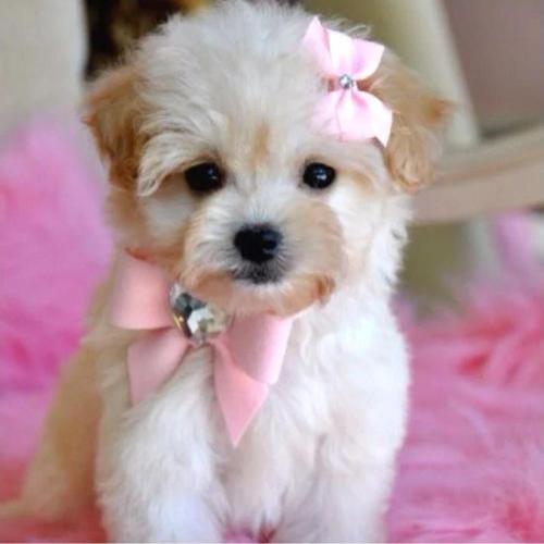 Pembe Fiyonklu Taşlı Köpek Toka Tasma Seti Ayarlanabilir Lüx Tasarım