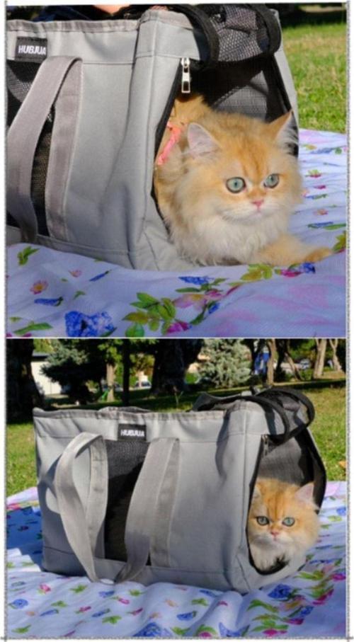 Kedi Köpek Pet Taşıma Çantası