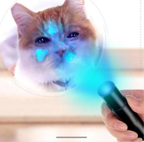 İdrar Gösteren Uv Işıklı Büyük Boy El Feneri Ultraviyole Kedi Köpek Mantar