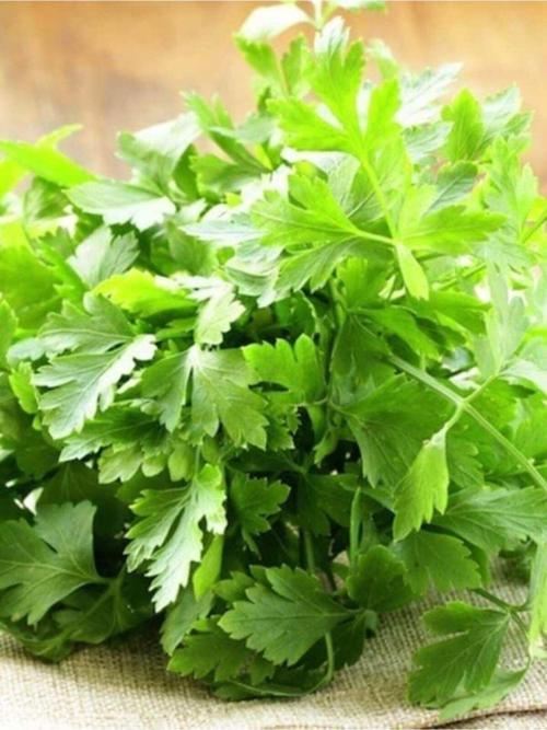 Yerli Doğal Maydanoz Tohumu Yeşil Iri Akgen 2500 Ad. Tohum