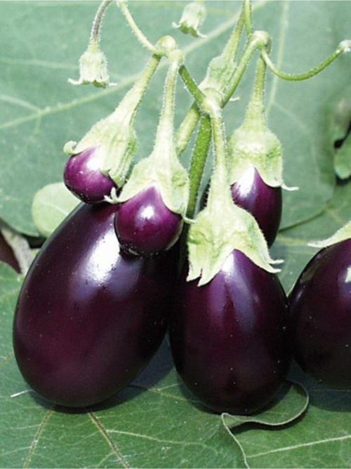 Doğal Patlıcan Adana Dolma Sebze Tohumu 100 Ad. Yerli Tohum