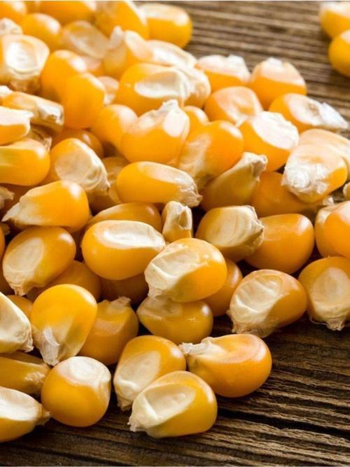 Yerli Doğal Patlak Mısır Tohumu Patlamış Popcorn 50 Ad. Tohum