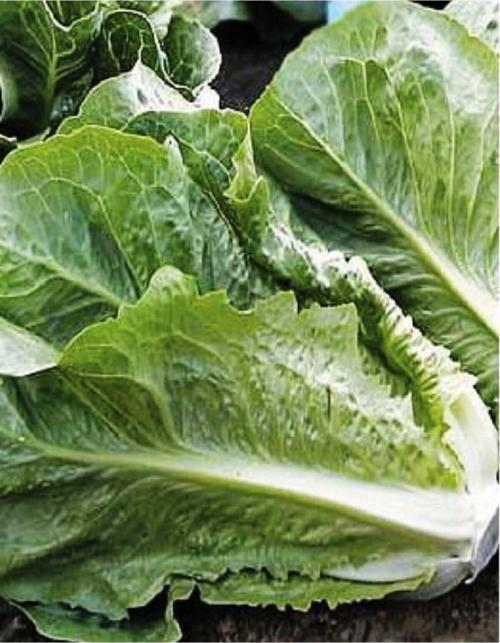 Ata Tohumu Doğal Marul Tohumu Yedikule 1000 Adet Yerli Tohum
