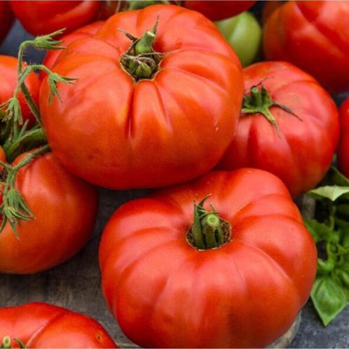 Ata Tohumu Meşhur Yöresel Doğal Oturak Ankara Ayaş Domatesi 50 Adet Yerli Tohum