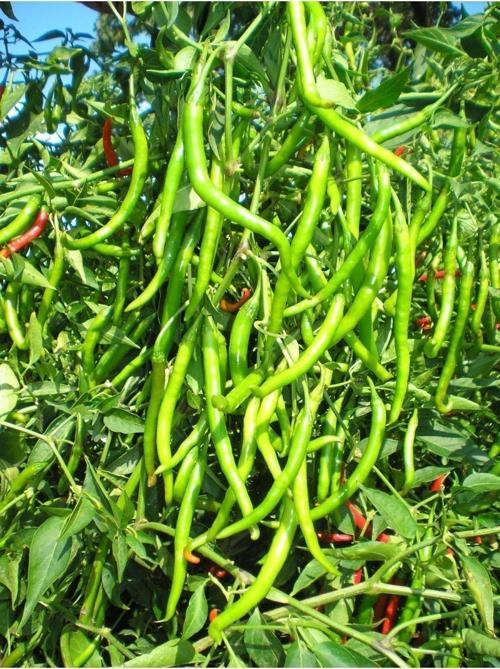 Ata Tohumu Yerli Doğal Sivri Biber Tohumu Tatlı Kıl 100 Ad. Sebze Tohumu