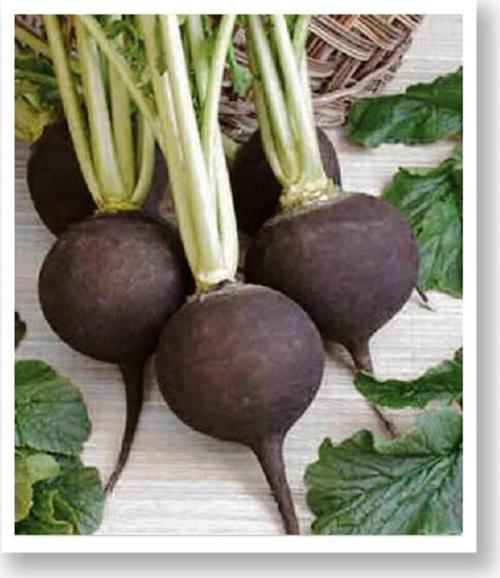 Ata Tohumu Yerli Doğal Siyah Turp Tohumu 500 Adet Tohum