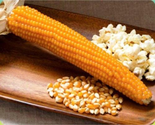 Doğal Yerli Patlak Mısır Popcorn Cin Mısır Tohumu 50 Adet Tohum