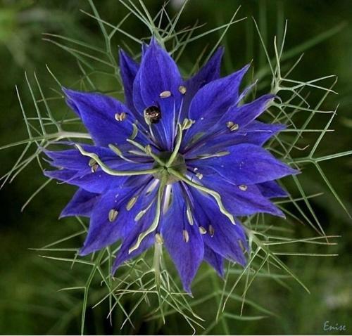 Çörekotu Çiçeği Tohumu