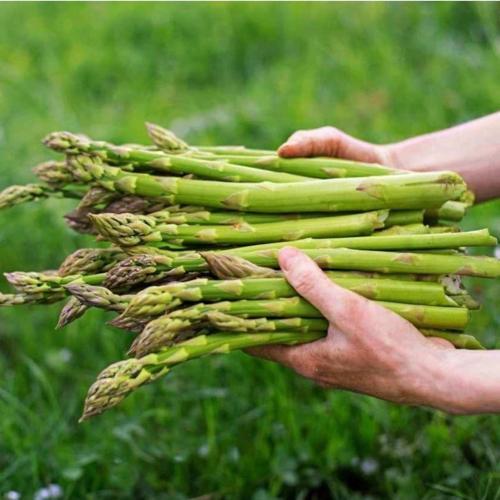 Ata Tohumu Yerli Doğal Kuşkonmaz Tohumu Asparagus 40 Adet Tohum