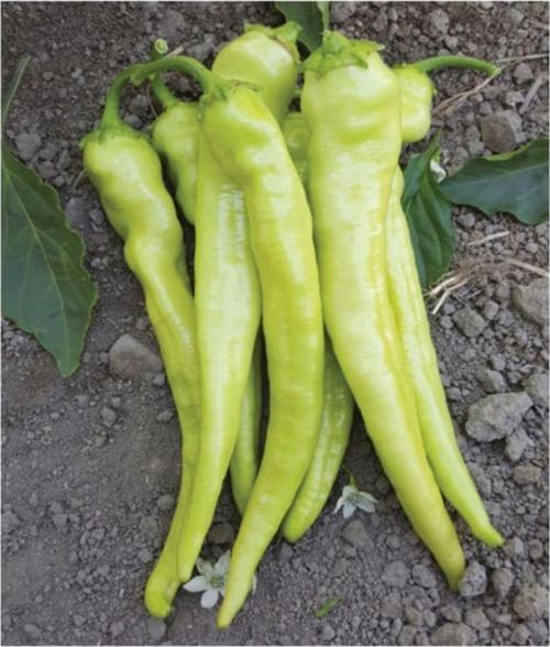 Ata Tohumu Doğal Tatlı Sivri Biber Yalova Çarliston 100 Adet Yerli Tohum