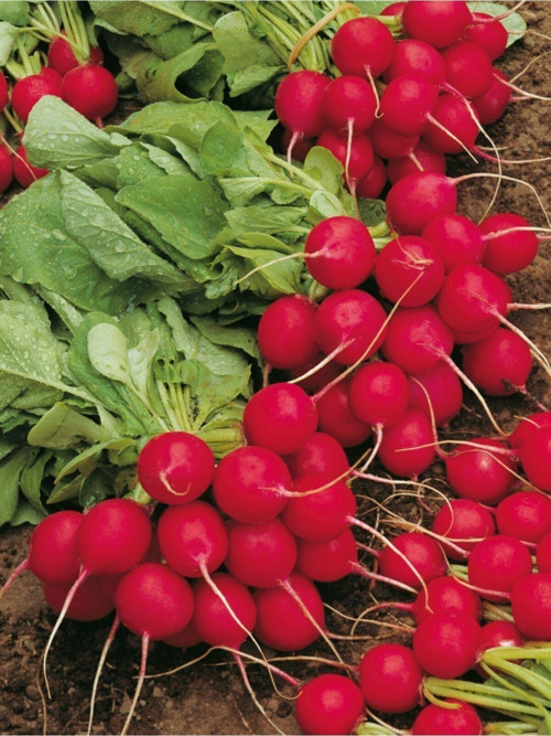 Doğal Ufak Çeri Antep Turpu Sebze Tohumu 100 Ad. Yerli Tohum