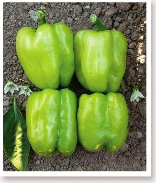 Ata Tohumu Doğal Tatlı Kandil Dolma Biberi Dolmalık Biber 1000 Adet Yerli Tohum
