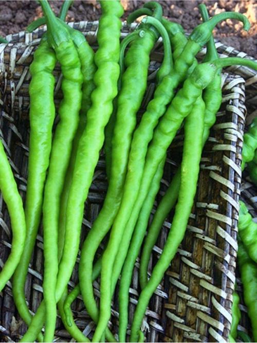 Doğal Tatlı Sivri Çetinel Biber Sebze Tohumu 100 Ad. Yerli Tohum