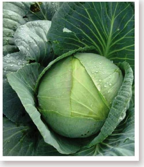 Ata Tohumu Yerli Doğal Beyaz Lahana Yalova Lahanası 1000 Adet Tohum