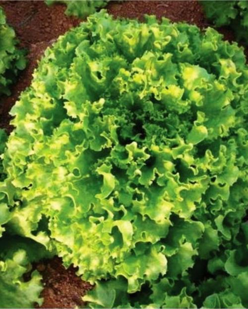 Ata Tohumu Yerli Doğal Kıvırcık Marul Füsun 1000 Adet Tohum