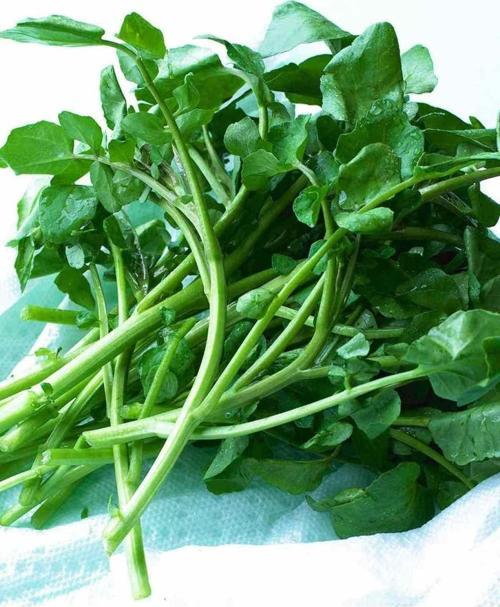 Ata Tohumu Yerli Doğal Yeşillik Geniş Tere 1000 Ad. Sebze Tohumu