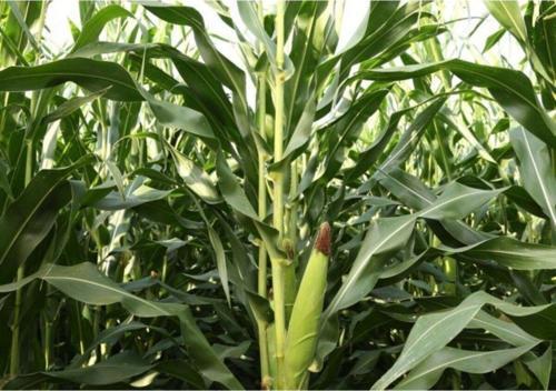 Yüksek Boylu Danelik Mısır Haşlama Közleme 50 Adet Tohum