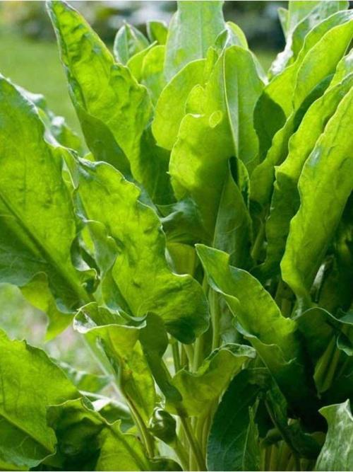 Ata Tohumu Yerli Doğal Ekşili Ot Kuzukulağı 1000 Ad. Sebze Tohumu