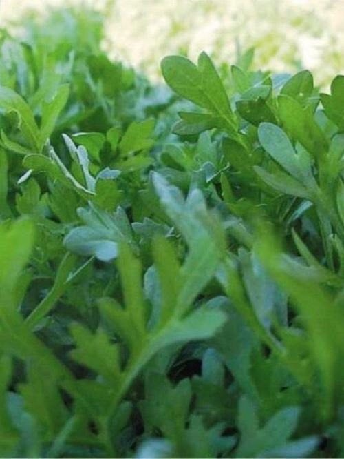 Doğal Yeşillik Kıl Tere Sebze Tohumu 1000 Ad. Yerli Tohum