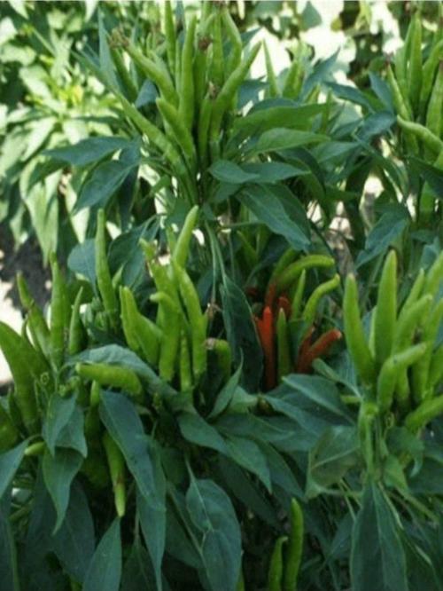 Ata Tohumu Yerli Doğal Acı Cin Biberi Tohumu Yukarıbakan 100 Ad. Sebze Tohumu