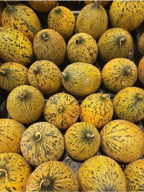 Ata Tohumu Yerli Doğal Kışlık Kavun Kırkağaç (637) 100 Ad. Sebze Tohumu