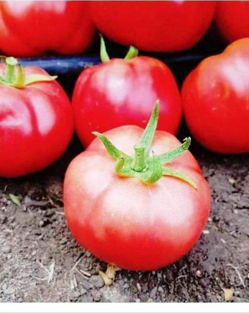 Ata Tohumu Yerli Doğal Oturak Pembe Domates Samira 100 Adet Tohum