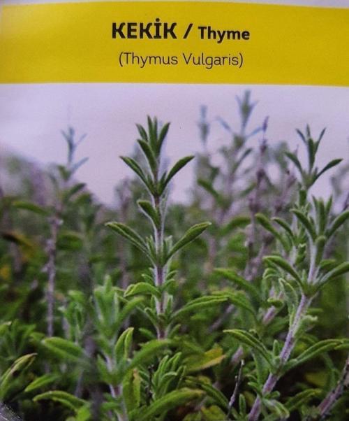Ata Tohumu Yerli Doğal Kokulu Kekik Tohumu Yaklaşık 1 Gr Tohum