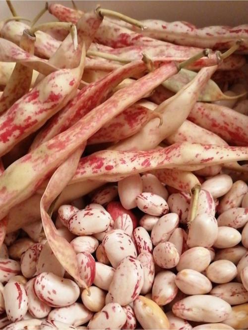 Doğal Oturak Barbunya Sebze Tohumu 30 Adet Yerli Tohum