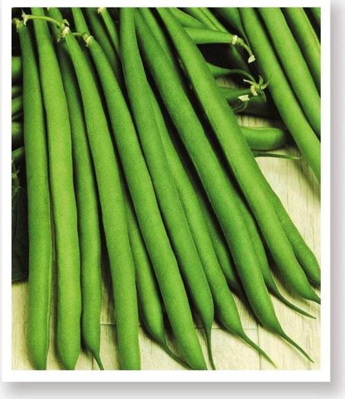 Ata Tohumu Yerli Oturak Taze Yeşil Fasulye 50 Adet Doğal Tohum