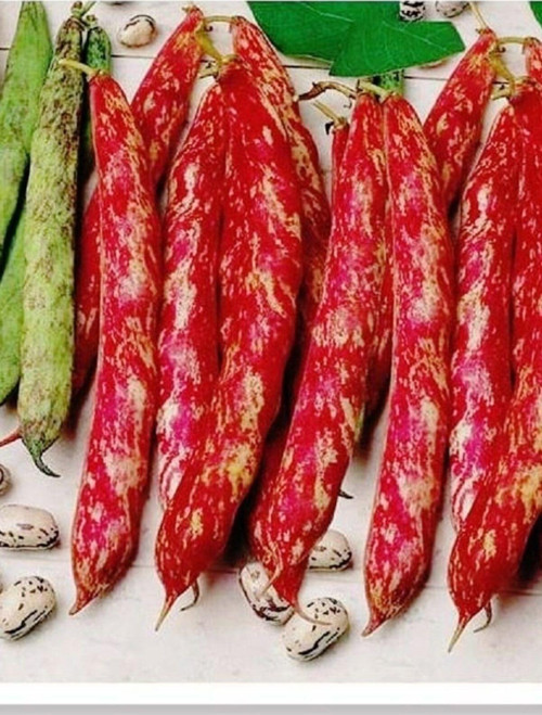Yerli Oturak Barbunya Eda Tohum 50 Adet