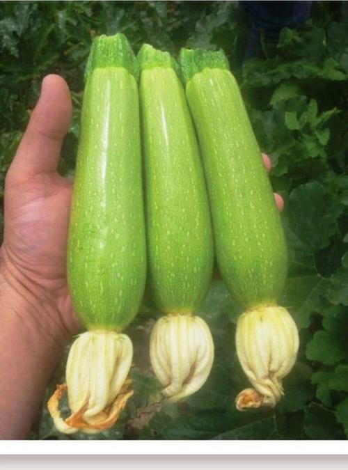 Ata Tohumu Yerli Doğal Aşlık Dolma Kabak Tohumu 20 Adet Tohum