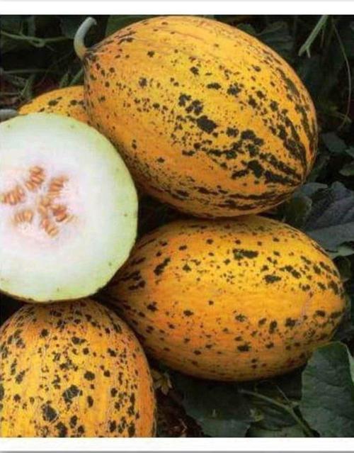 Ata Tohumu Yerli Doğal Kışlık Kavun 589-Kırkağaç 100 Adet Tohum