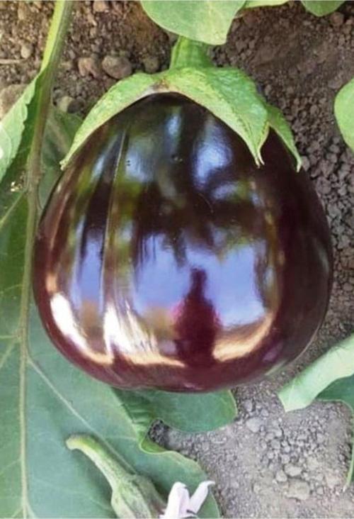 Ata Tohumu Yöresel Yerli Doğal Topak Patlıcan Tohumu 1000 Adet Tohum